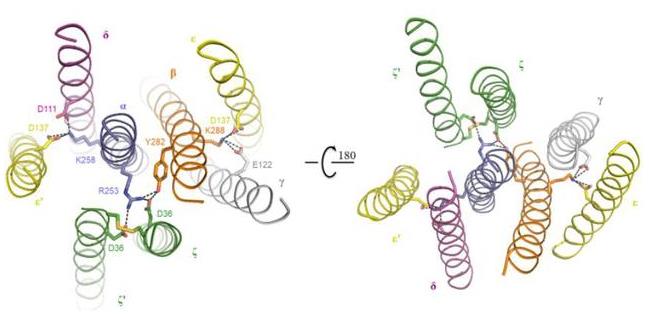重组人CD3 epsilon蛋白丨人CD3ε重组蛋白