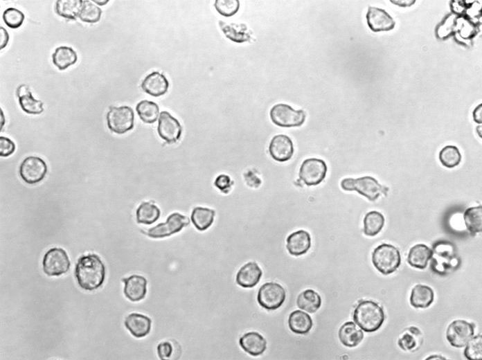 Eugon LT 100肉汤固体细粉末培养基