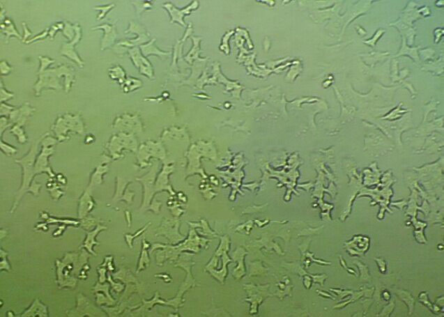 巴氏梭状芽孢杆菌固体细粉末培养基