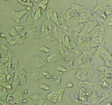幽门螺杆菌琼脂固体细粉末培养基