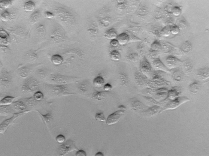 幽门螺杆菌琼脂粉末基础培养基