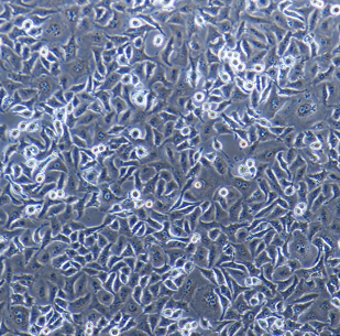 COS-7非洲绿猴SV40转化的肾细胞