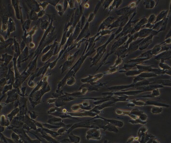 PC12瘤细胞大鼠肾上腺嗜铬细胞