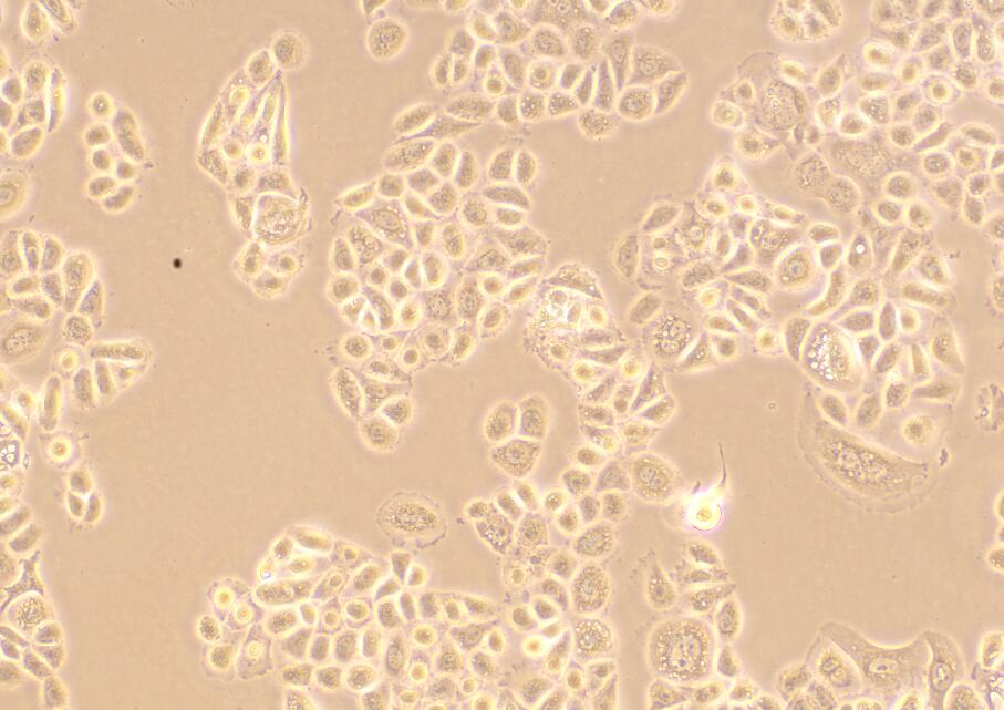 （未分化）PC-12（未分化）瘤细胞大鼠肾上腺嗜鉻细胞