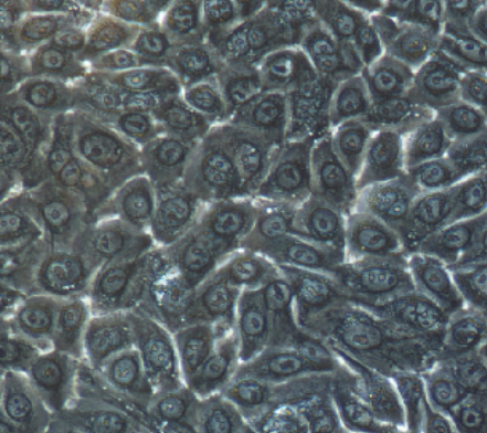 T24癌细胞人膀胱移行细胞