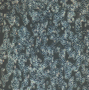 THP-1白血病细胞人单核细胞