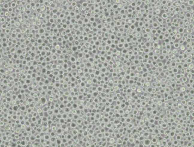 SU-DHL-10淋巴瘤细胞人B细胞