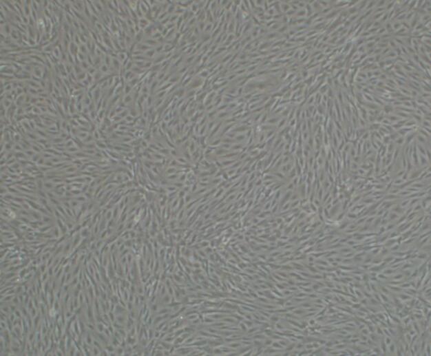 F9/小鼠胚胎癌细胞小鼠畸胎瘤细胞