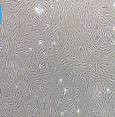 ST猪睾丸细胞