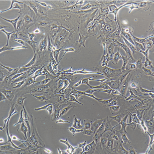 HSC-1人皮肤鳞癌细胞