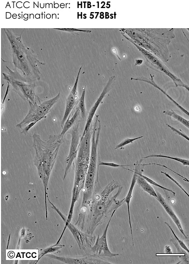 MMSC-bm小鼠骨髓间充质干细胞