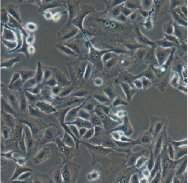 NCI-H165肺癌细胞人非小细胞