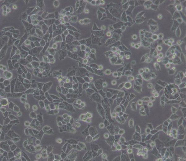 肺癌NCI-H522肺腺癌非小细胞