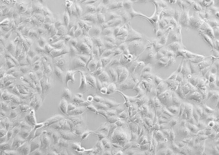 KNS-89瘤细胞人脑胶质细胞