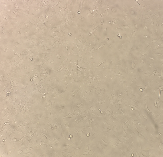 MPC-5小鼠足细胞