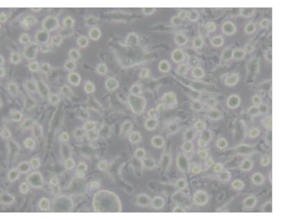 PK-13猪肾细胞