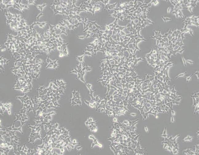 MDCK-II犬肾细胞