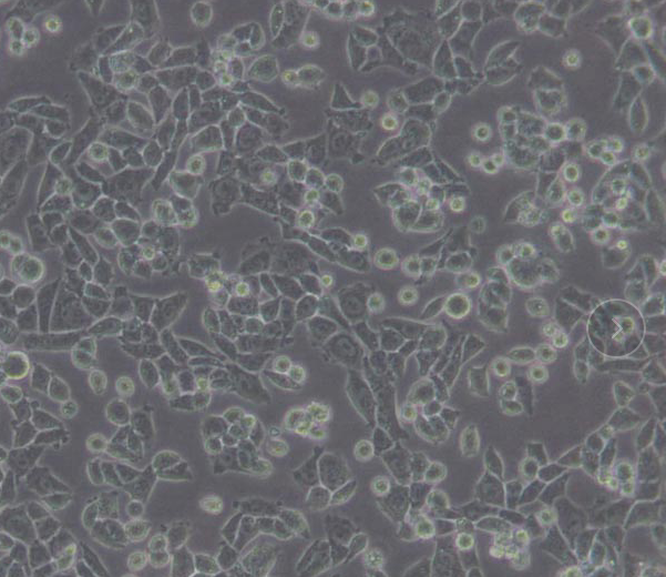 NCI-H250人小细胞肺癌细胞