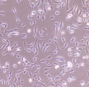 NCI-H498人结直肠腺癌细胞