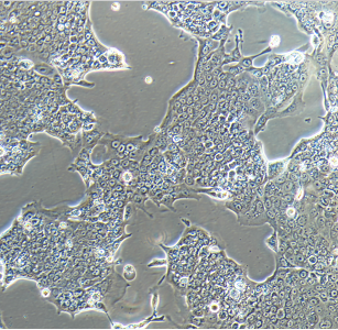 WRL68人肝细胞