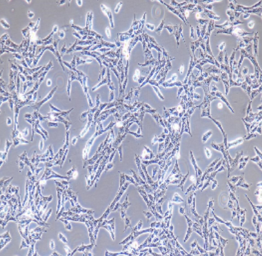 PC12未分化大鼠肾上腺嗜铬细胞瘤细胞未分化