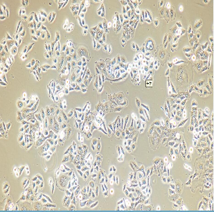 PC12高分化大鼠肾上腺嗜铬细胞瘤细胞高分化