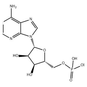 5′-腺苷一磷酸