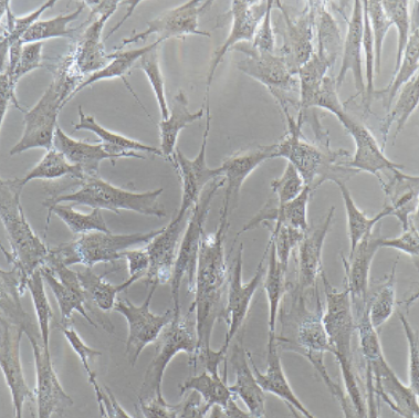 RBL-2H3大鼠嗜碱性粒细胞白血病细胞