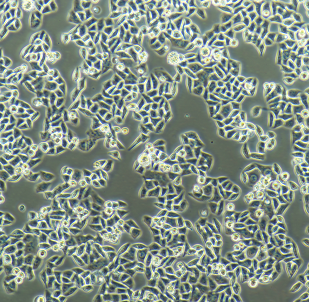 NCI-H1651人非小细胞肺癌细胞
