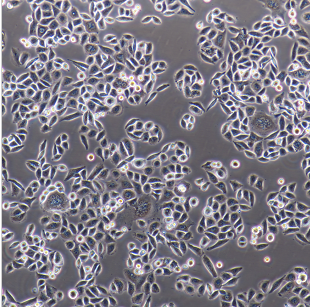 NCI-H2023人非小细胞肺癌细胞