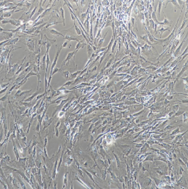 F-KAPPABG418筛过的PC12细胞