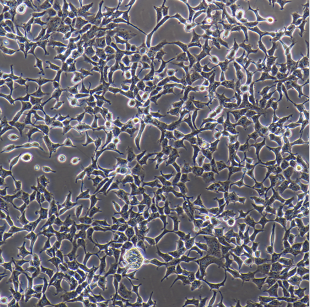 PrimaryEpidermalKeratinocytes人主要表皮角化细胞