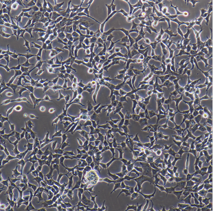 4T1-luc小鼠乳腺癌细胞荧光素酶标记