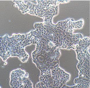 BMU-S1牦牛皮肤细胞