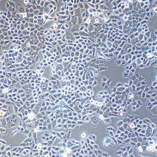 L-6TG大鼠肌母细胞