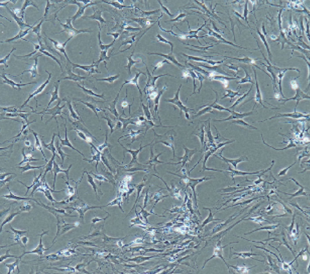U-373MG人胶质瘤细胞
