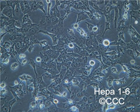SBC-5人小细胞肺癌细胞