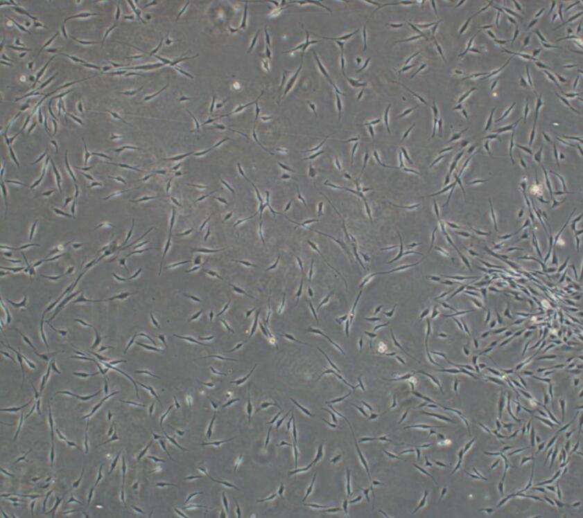 小鼠骨髓来源巨噬原代细胞