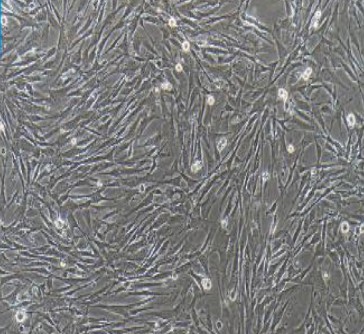 小鼠肌源性干原代细胞