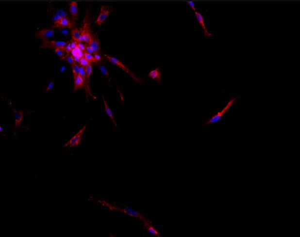 大鼠嗅球神经元原代细胞