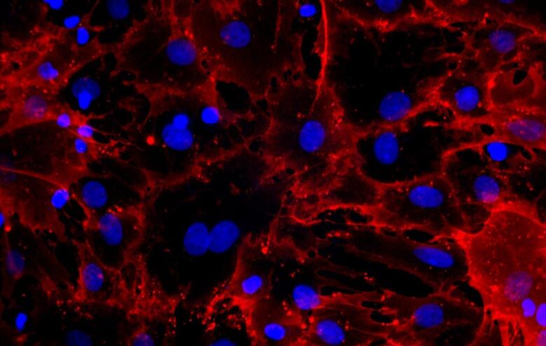 大鼠肝巨噬原代细胞