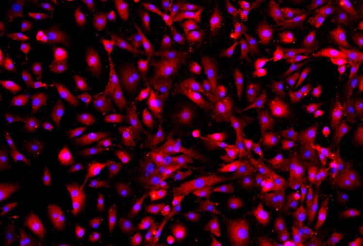 大鼠肾小球上皮原代细胞