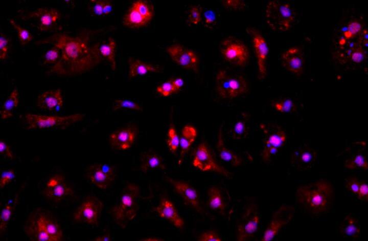 大鼠胎盘滋养层原代细胞