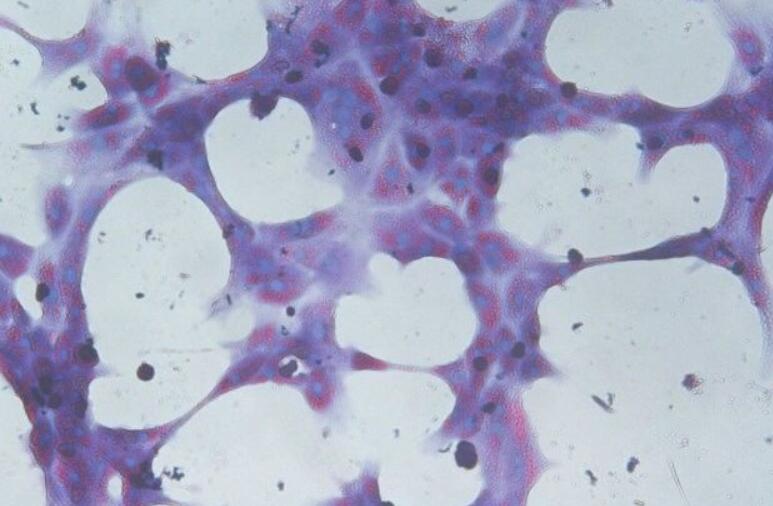 大鼠肾脏巨噬原代细胞