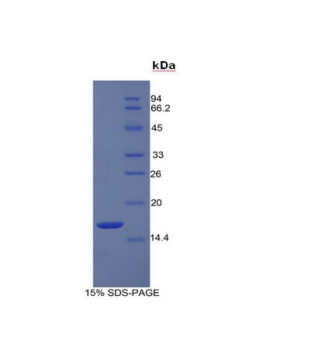 再生胰岛衍生蛋白3α(REG3a)重组蛋白