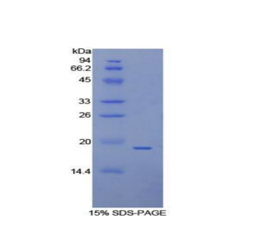 膜联蛋白A4(ANXA4)重组蛋白