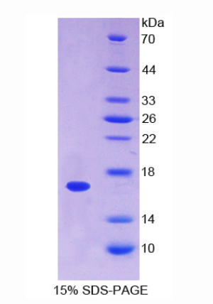 膜联蛋白A3(ANXA3)重组蛋白