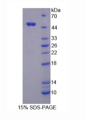 环指蛋白39(RNF39)重组蛋白