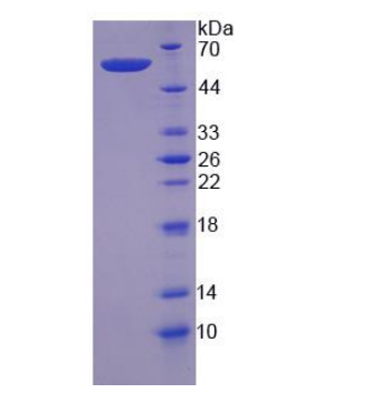 钙蛋白酶6(CAPN6)重组蛋白