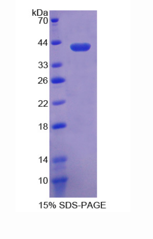 晶状体蛋白λ1(CRYl1)重组蛋白